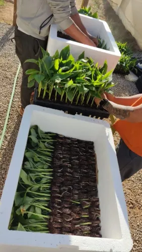 Mudas de banana da terra