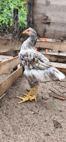 Vendo Frango GSB om 135 dias 