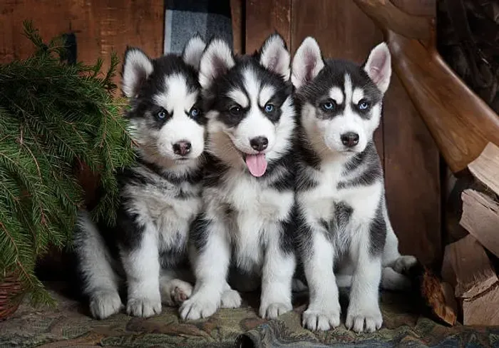 Husky Siberiano Filhote Uma Companhia Que Vai Impressionar
