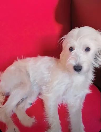 Cachorra 