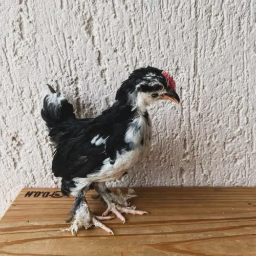 Pintinhos de Belgian 1 mês de idade