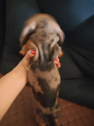 Daschund fêmea 