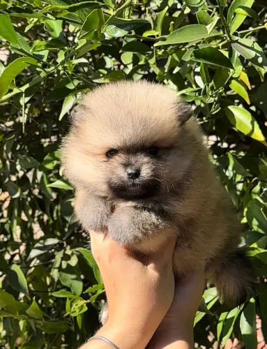 Spitz Alemão ou Lulu da Pomerânea 