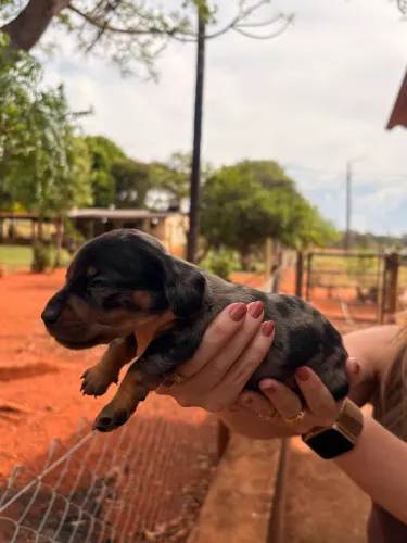 Vende-se salsicha mofado!