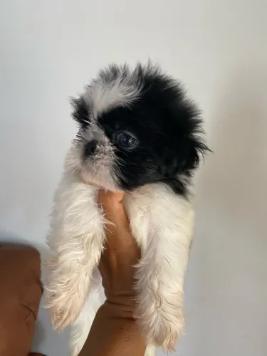 Filhote de shih tzu a disposição a venda