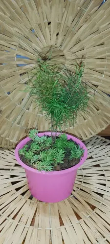 Vaso Combinado: Aspargo Delgado + Sempre-viva ? Planta Ornamental Resistente