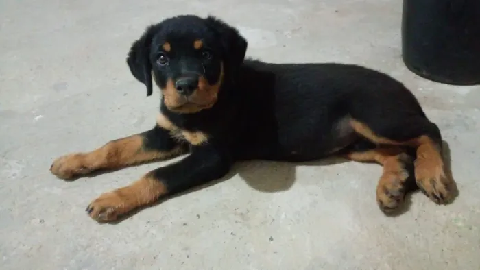 Vendo filhote de Rottweiler pura, macho