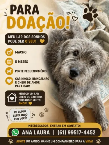 Filhote para adoção