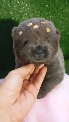 Chowchow fêmea cor cinza