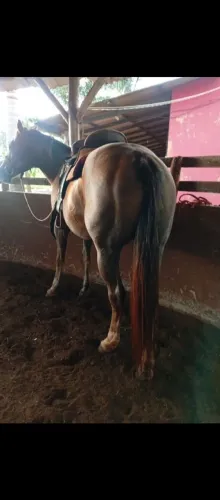 Égua quarto de milha 