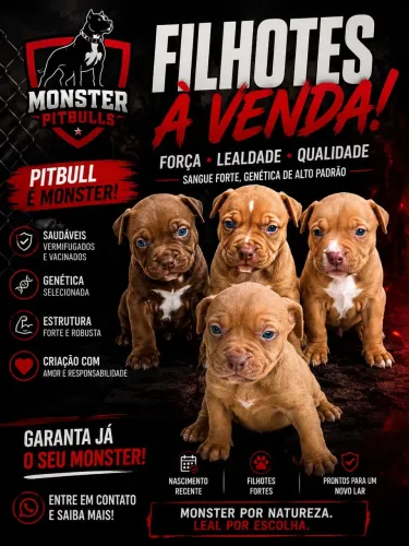Filhotes de Pit Monster à venda