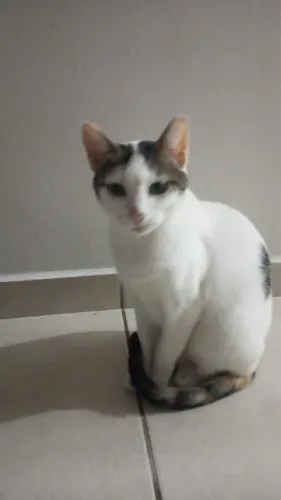 Gata castrada