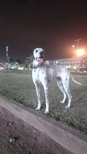 Dálmata macho para doação responsável 