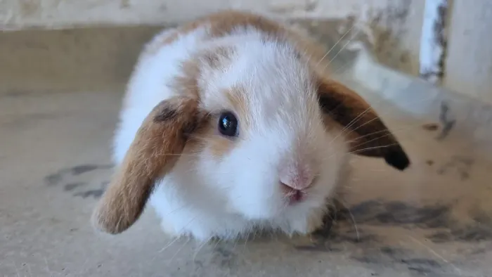 Coelhos e Mini Coelhos