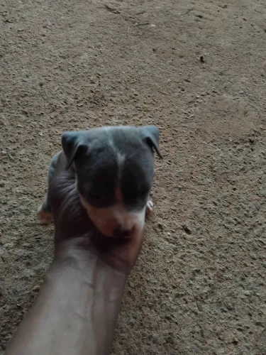 Filhotes de pit Bull 