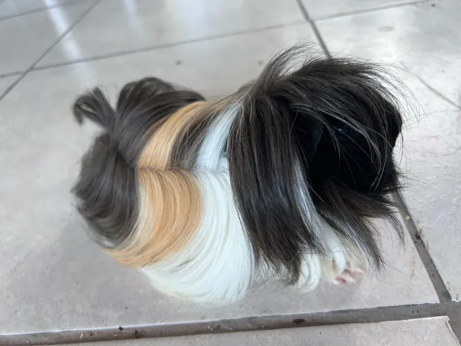 Porquinho da índia 