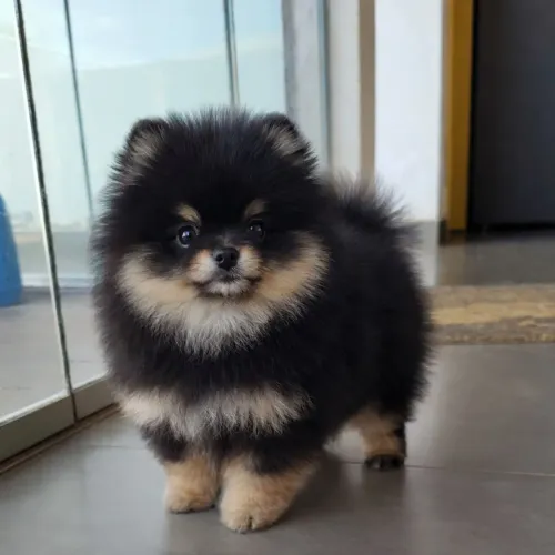 Spitz alemão lulu da Pomerânia  com pedigree 