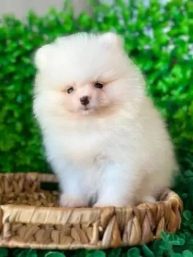 Spitz alemão filhotes , minis quando adulto 