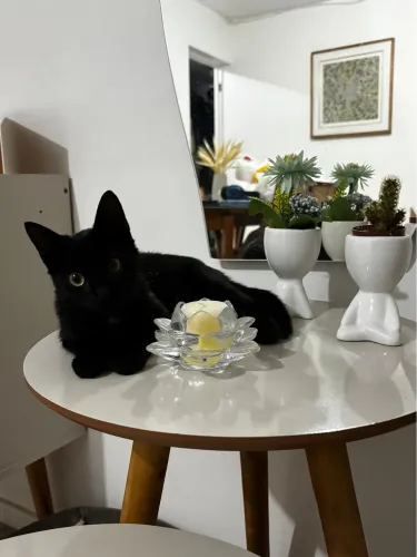 Gatinho de 1 ano para adoção
