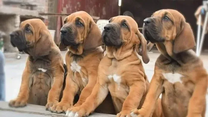 Fila Brasileiro