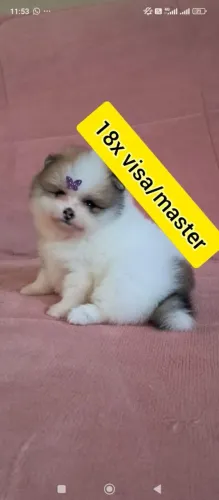 Bebê fêmea spitz
