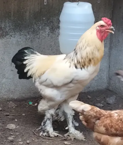 Galo Brahma Light