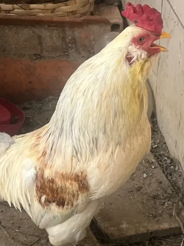 Galo ameraucana