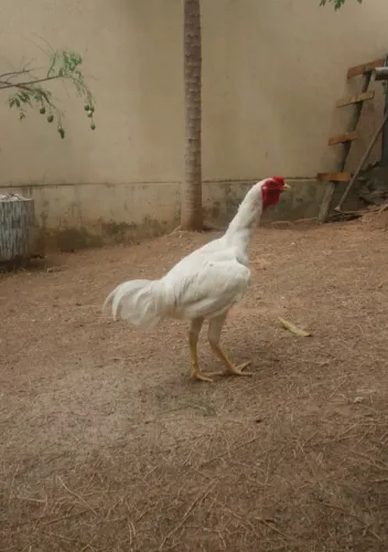 Galo mestiço de índio gigante