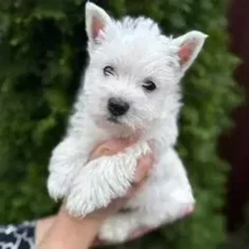 West Terrier Filhotes Muito Fofos