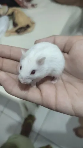 Dois filhotes de hamster anão russo