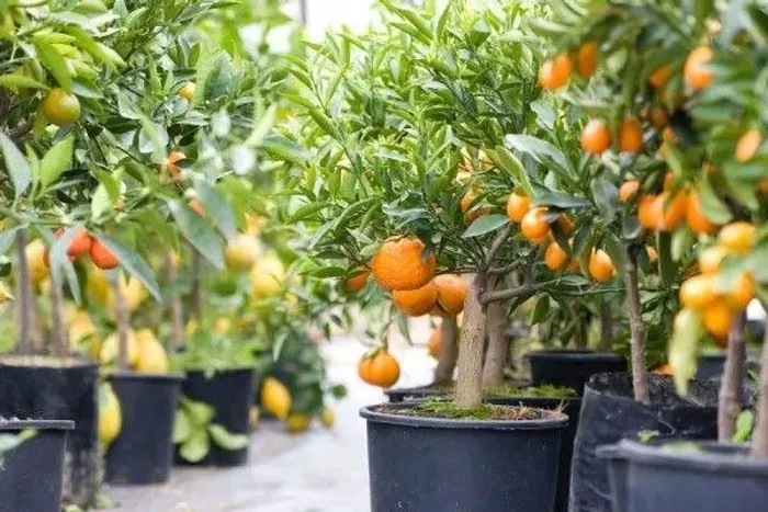Mudas de plantas frutíferas