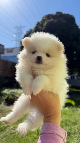 Spitz alemão