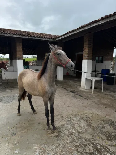 Potro mangalarga