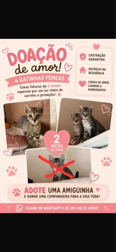 Doação de Gatos