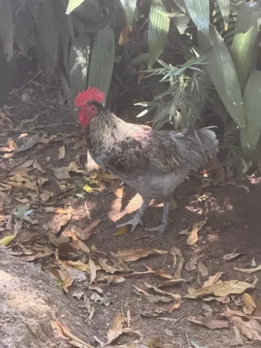 Vendo galinhas e galos