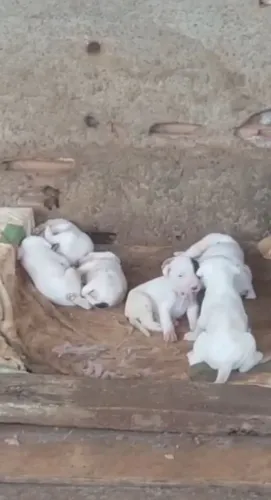 Filhotes de Dogo Argentino 