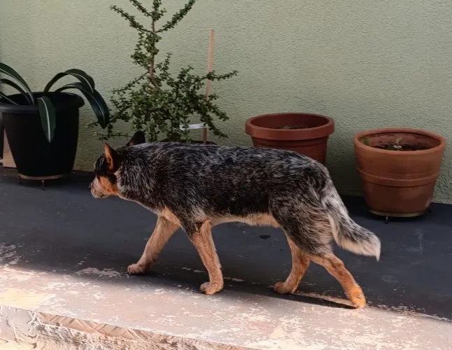 Blue Heeler Australian Cattle Dog