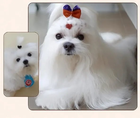 Maltês com pedigree em Conselheiro Lafaiete 