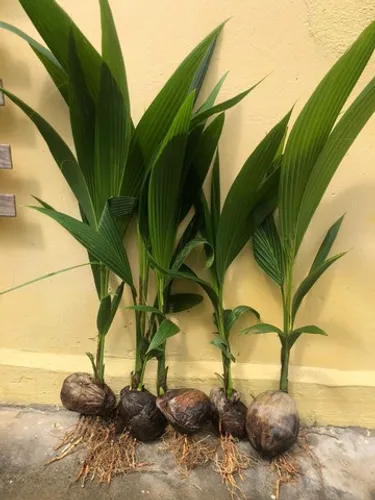 Mudas de coqueiro híbrido (Aproveitamento da Água e Castanha)