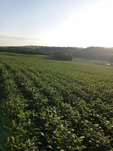 Fazenda Tem Possibilidade em 4 pagamnetos