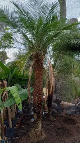 Palmeira Fênix por 300.00 reais