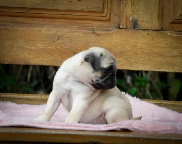 Pug - uma maravilha de feminha mini disponível 