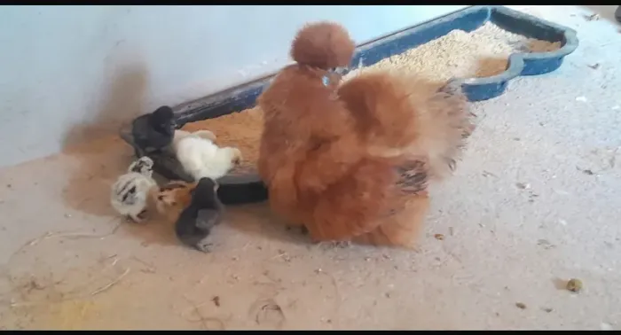 Pintinhos da raça Sedosa do Japão 