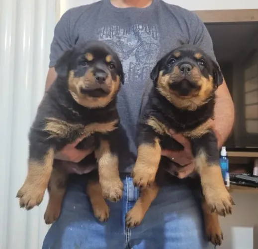 Rottweiler Cabeça de Touro - Forte, Saudável e de Linhagem Imponente!