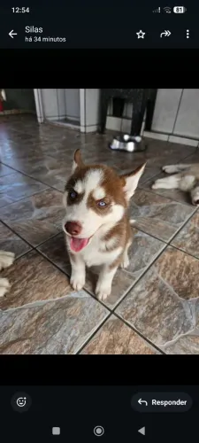 Filhote macho de Husky Siberiano puro pedigree opcional 