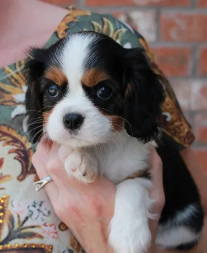 Encanto em Forma de Cavalier King