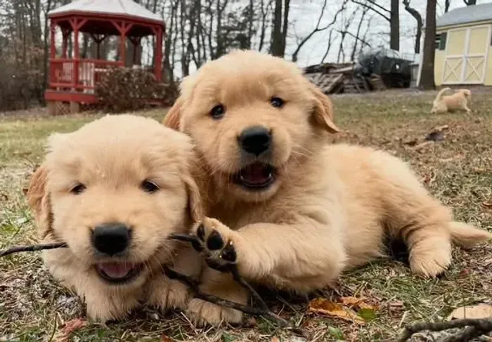 filhote Golden Retriever, O companheiro perfeito para todas as suas aventuras está aqui!