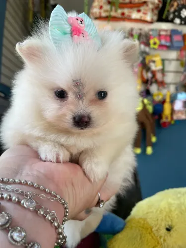Spitz alemão fêmea $4.500,00
