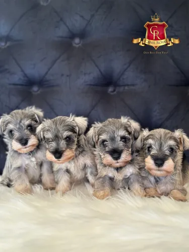 Schnauzer Miniatura 