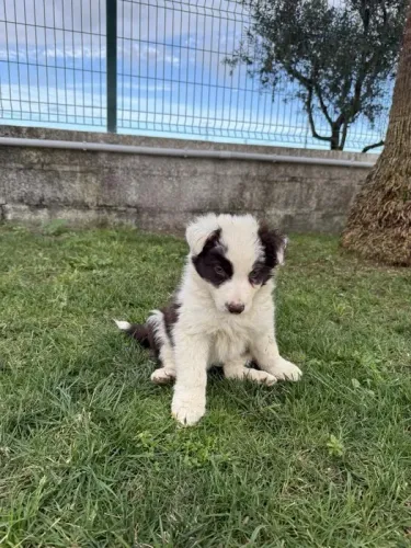 Border Collie cores e informações, ligue ou chame no what's  *